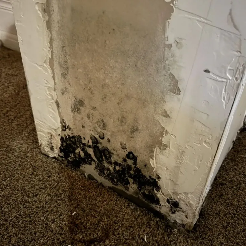 Professional Mold Removal in Crawford County, IN